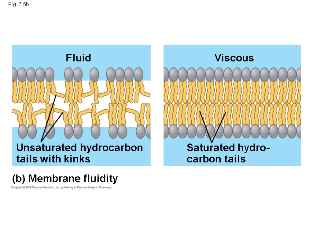Fig. 7-5b (b) Membrane fluidity Fluid Unsaturated hydrocarbon tails with kinks Viscous Saturated hydro-